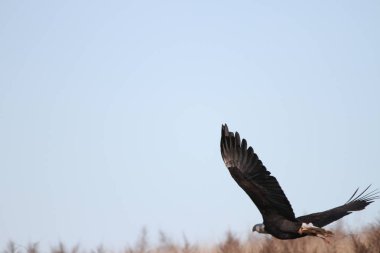 Vahşi doğada kel kartal