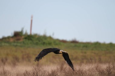 Vahşi doğada kel kartal