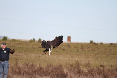 Vahşi doğada kel kartal