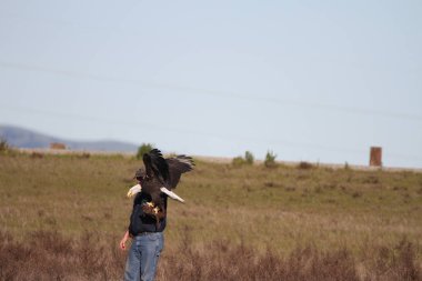 Vahşi doğada kel kartal