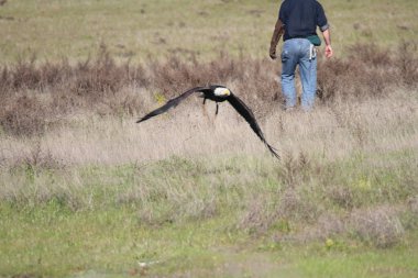 Vahşi doğada kel kartal