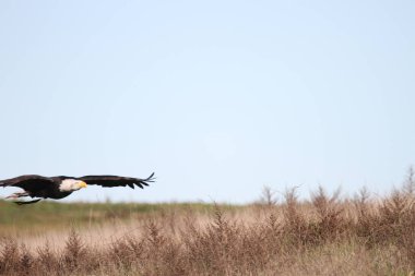 Vahşi doğada kel kartal