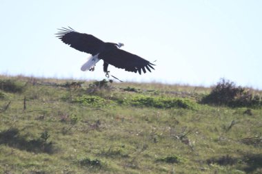 Vahşi doğada kel kartal