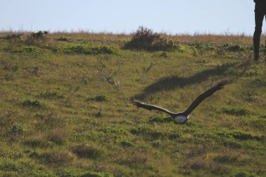 Vahşi doğada kel kartal