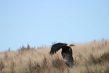 Vahşi doğada kel kartal