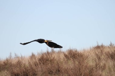 Vahşi doğada kel kartal