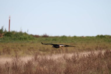 Vahşi doğada kel kartal