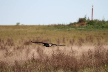 Vahşi doğada kel kartal