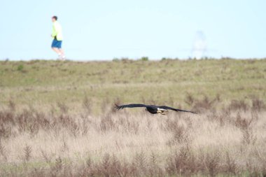 Vahşi doğada kel kartal