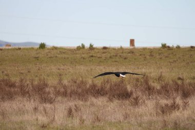 Vahşi doğada kel kartal
