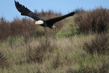 Vahşi doğada kel kartal