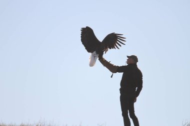 Vahşi doğada kel kartal