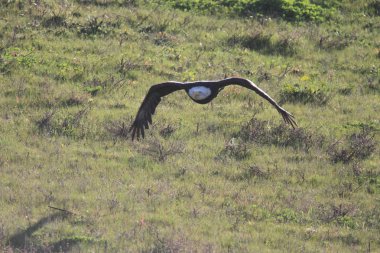Vahşi doğada kel kartal
