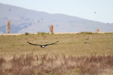 Vahşi doğada kel kartal