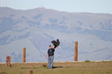 Vahşi doğada kel kartal