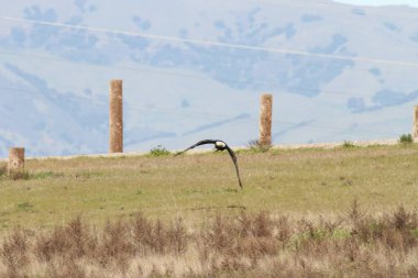 Vahşi doğada kel kartal