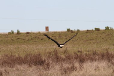 Vahşi doğada kel kartal