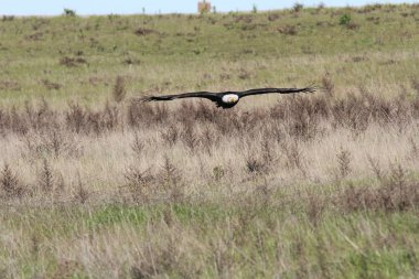 Vahşi doğada kel kartal