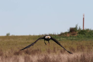 Vahşi doğada kel kartal