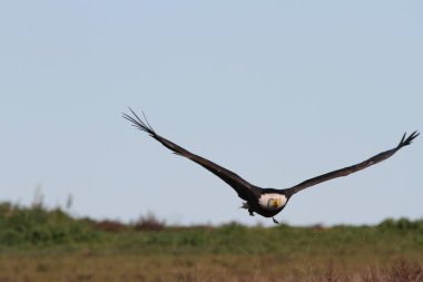 Vahşi doğada kel kartal
