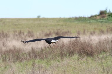 Vahşi doğada kel kartal