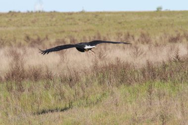 Vahşi doğada kel kartal