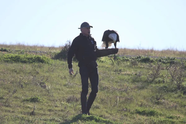 Vahşi doğada kel kartal
