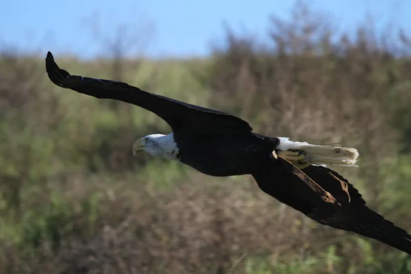 Skallig örn i det vilda — Stockfoto