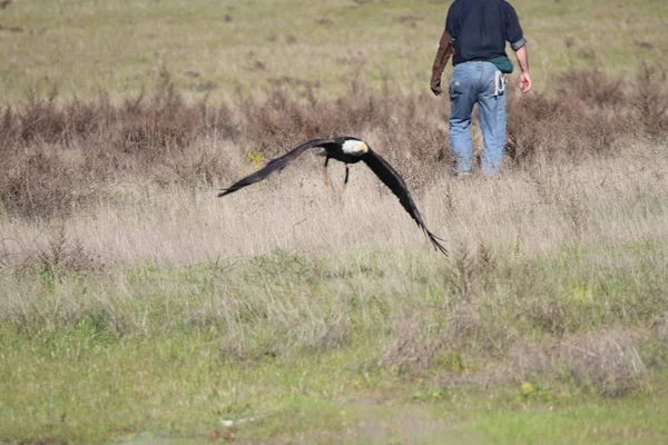 Vahşi doğada kel kartal