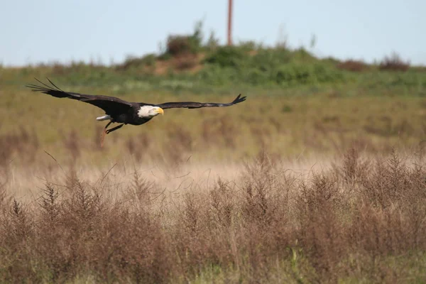 Vahşi doğada kel kartal