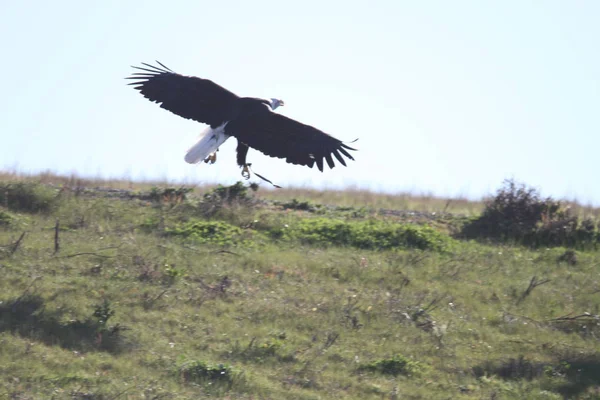 Vahşi doğada kel kartal