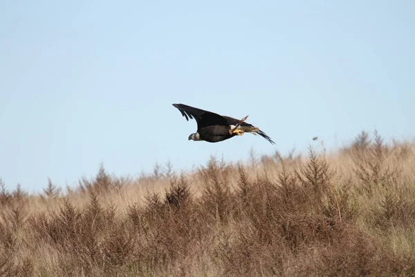Vahşi doğada kel kartal