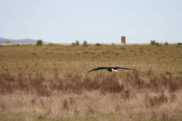 Vahşi doğada kel kartal