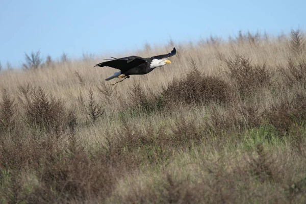 Vahşi doğada kel kartal