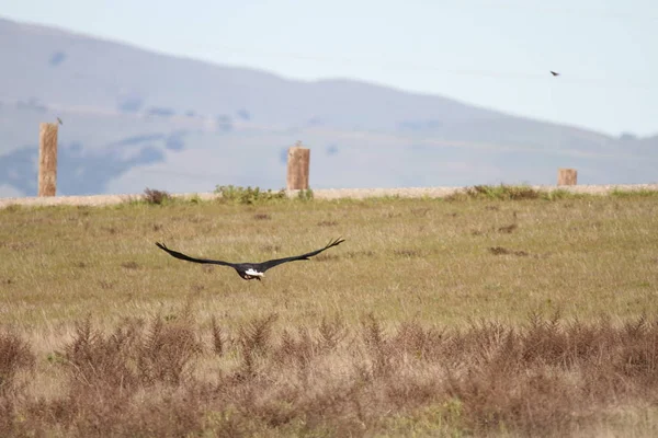 Vahşi doğada kel kartal