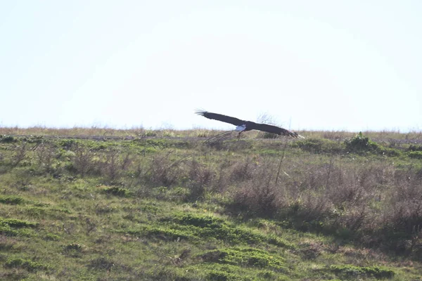 Vahşi doğada kel kartal