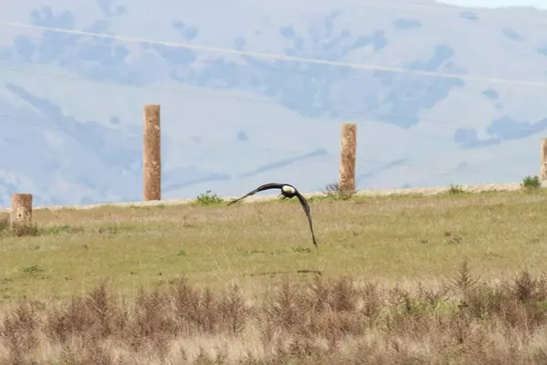 Vahşi doğada kel kartal
