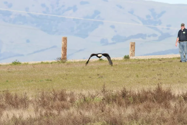 Vahşi doğada kel kartal