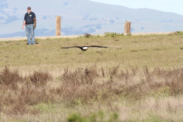 Vahşi doğada kel kartal