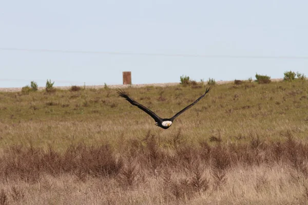 Vahşi doğada kel kartal