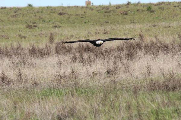 Vahşi doğada kel kartal