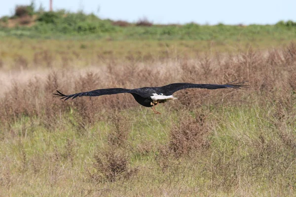 Vahşi doğada kel kartal