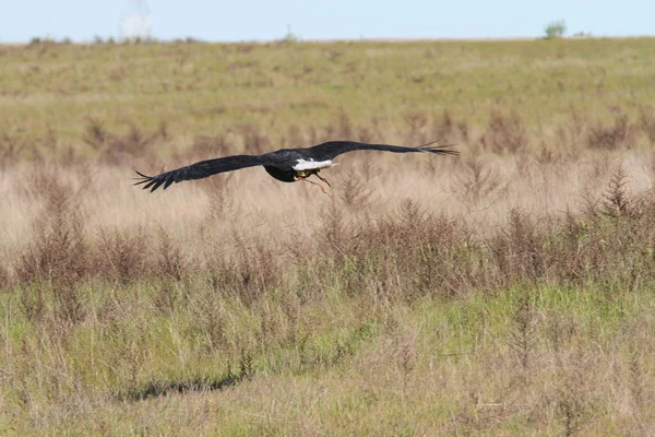 Vahşi doğada kel kartal