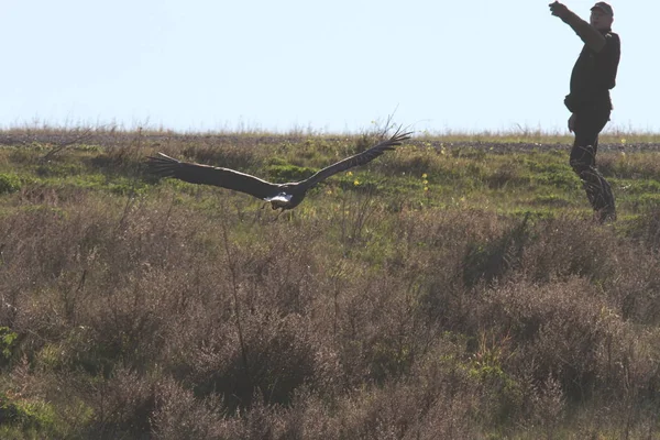 Weißkopfseeadler in freier Wildbahn — Stockfoto
