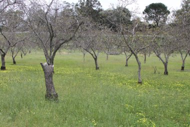 California Wildlflowers
