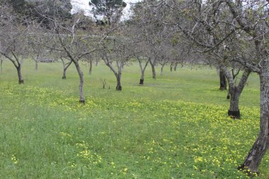 California Wildlflowers