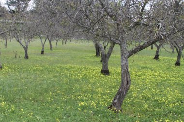 California Wildlflowers
