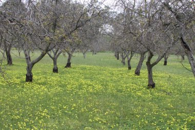 California Wildlflowers