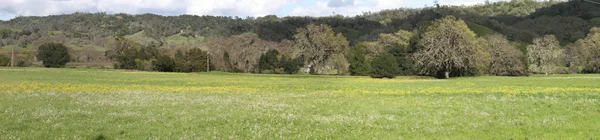 Wildblumen in Kalifornien — Stockfoto