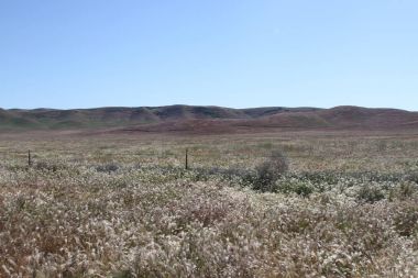 Superbloom Carrizo düz Ulusal Anıtı